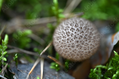 Mushrooms