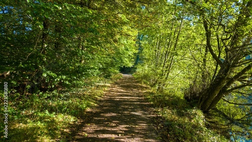 Walk along a path in a green forest with sunlight filtering through the trees