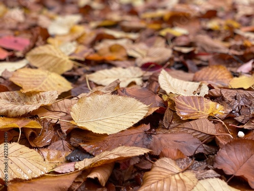 Fallen dry autumn leaves on the ground with shallow depth of field
