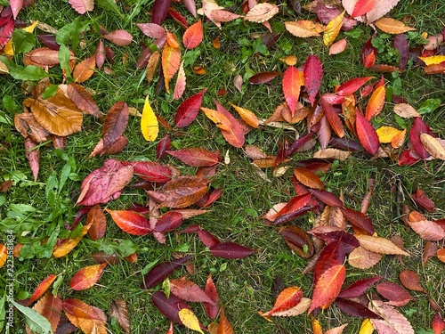 Colorful vibrant autumn leaves scattered on green grass background