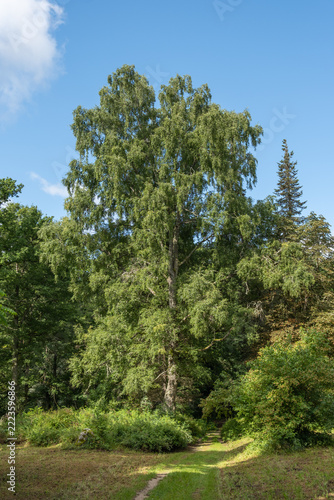 Betula pubescnes Moor-Birke, Habitus