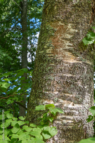 Betula pubescnes Moor-Birke, Stamm