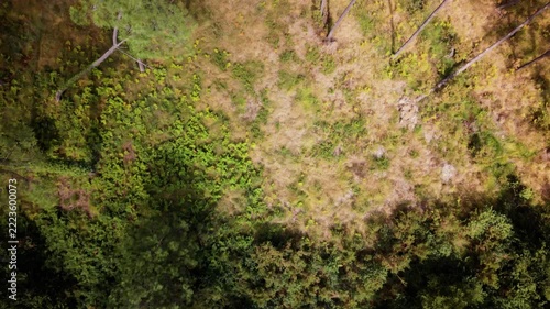 Aerial top view of forest trees and natural landscape in Landes,France