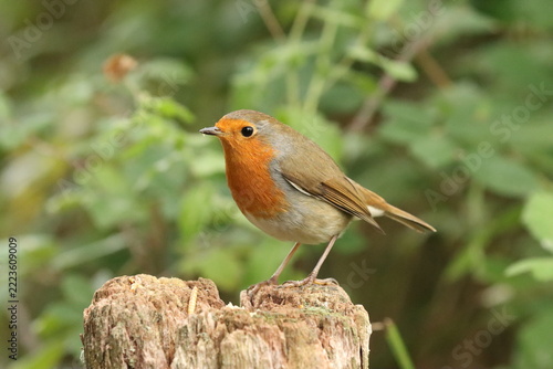 Robin Redbreast (Erithacus rubecula) feeding on a fence post.