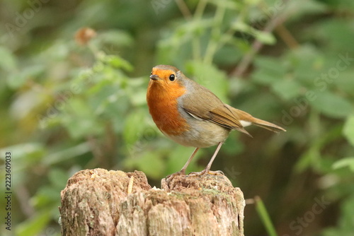 Robin Redbreast (Erithacus rubecula) feeding on a fence post.