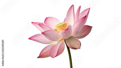 Fotografie Beautiful pink lotus water lily flower blossom isolated on transparent backgroun