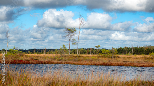 Landscape from a bog, sunny summer day with bog vegetation, trees, moss and ponds, cloudy sky, clouds reflecting in dark bog water,