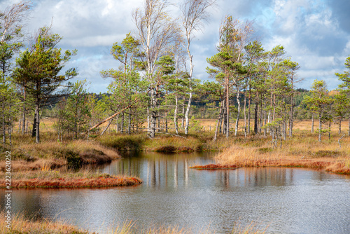 Landscape from a bog, sunny summer day with bog vegetation, trees, moss and ponds, cloudy sky, clouds reflecting in dark bog water,