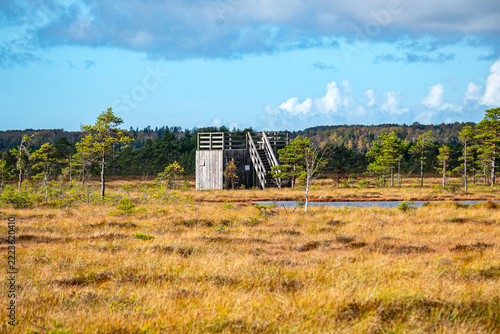 landscape from a bog, wooden tower in the bog for nature observation, sunny autumn day with bog vegetation