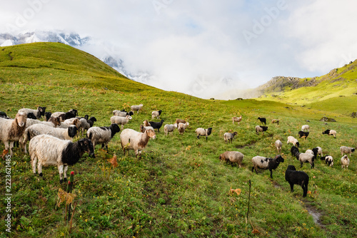 Flock of sheep on green meadow at Kori below Himalayas, Nepal