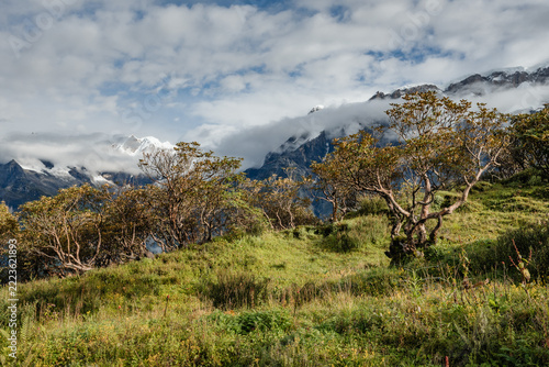 Rhododendron trees on mountain slope below snowy peaks, Kori, Nepal