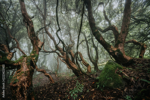 Twisted mossy rhododendron forest in fog, Annapurna, Nepal