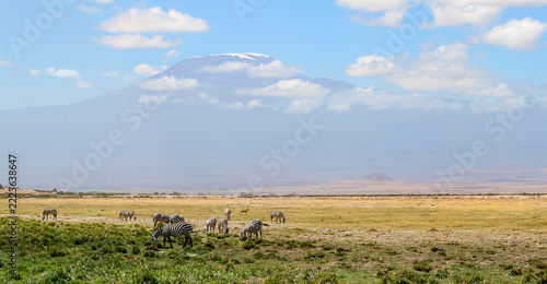 Beautiful landscape panorama of zebras grazing in Amboseli Kenya with the iconic Mount Kilimanjaro in the background.