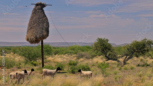 An impromptu meeting beneath a sociable weavers residence. 