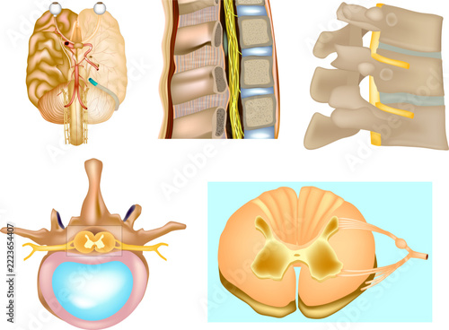 Collection of detailed digital medical illustrations showing human spinal cord anatomy, vertebral structures, intervertebral discs, spinal nerves, nerve roots, and cross sections of the spinal cord an