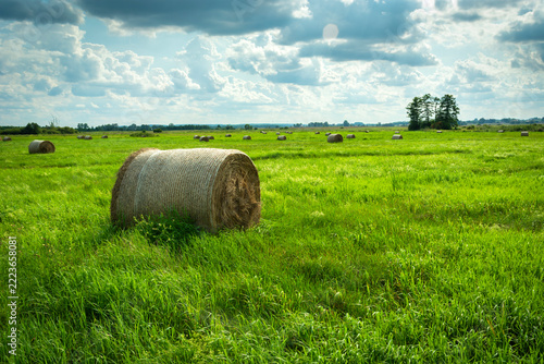 Hay bales lying in a green meadow