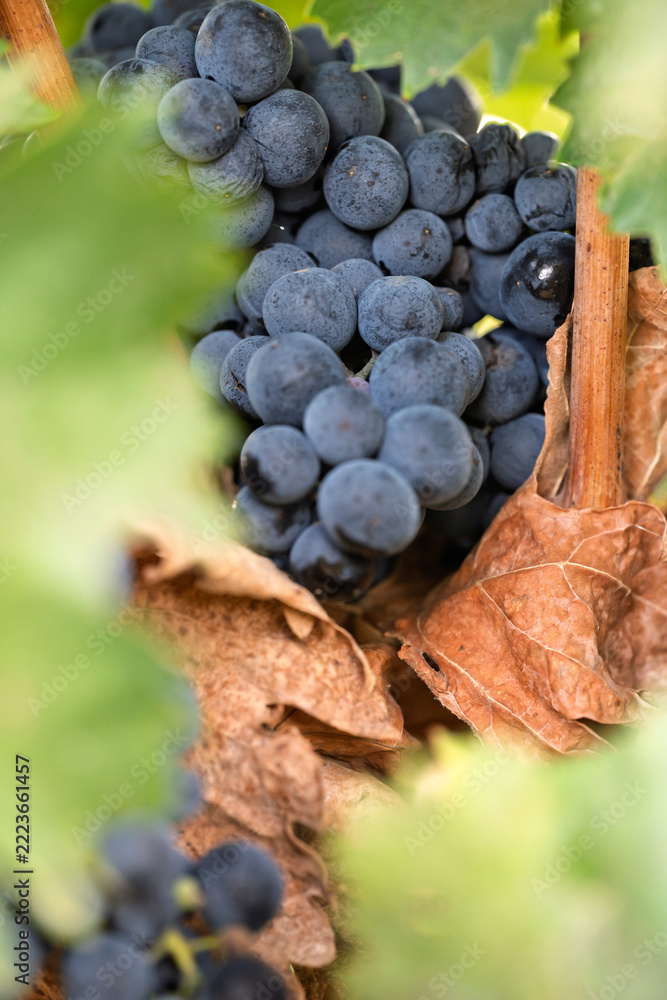 Fototapeta premium Ripe purple grapes growing beside dry vine leaves