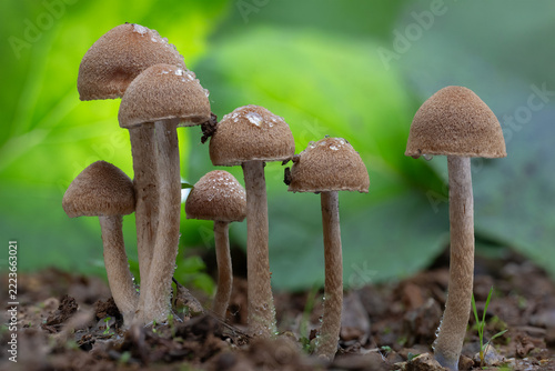 mushrooms in the forest