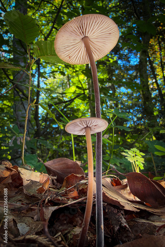 mushroom in the forest