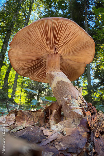 mushroom in the forest