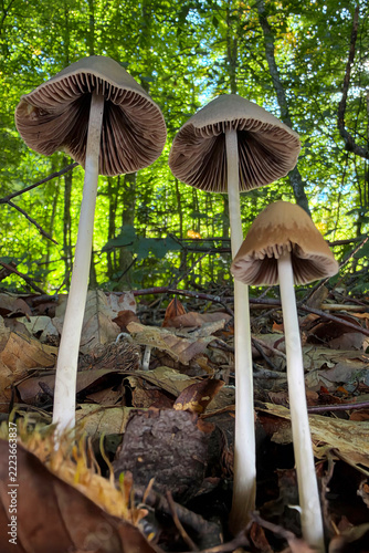 mushrooms in the forest