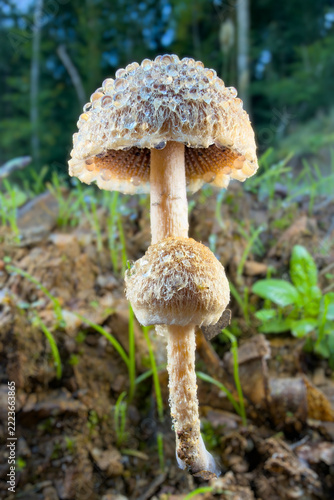 mushroom in the forest