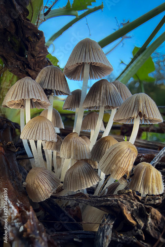 mushrooms on the ground