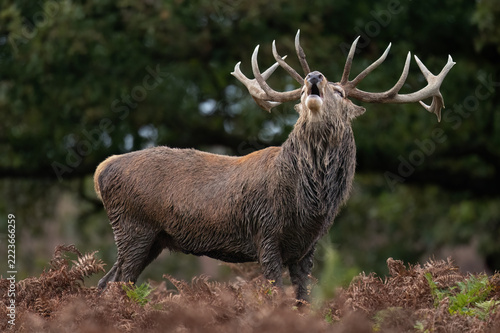 Large Red Deer Stag (Cervus elaphus) bellowing for his hinds