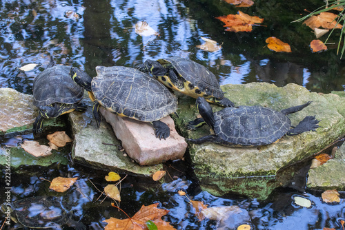 Terrapins resting in the sun at Trani Public Gardens, Puglia, Italy