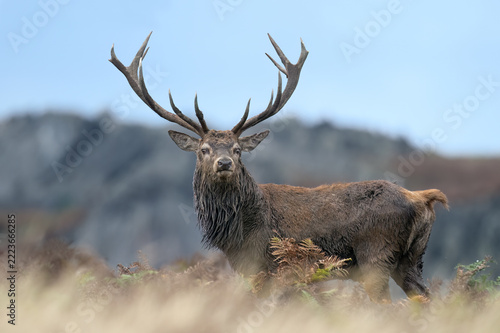 Large Red Deer Stag (Cervus elaphus)  at the foot of mountains