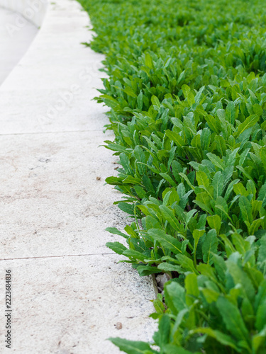 Costmary (Tanacetum balsamita) in close-up