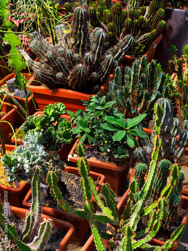 collection of succulents and milkweeds in the greenhouse
