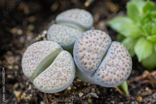 Desert plants known as Lithops, or 