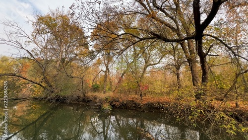 Golden autumn in the floodplain forest of the Dniester Delta.