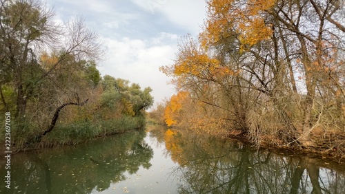 Golden autumn in the floodplain forest of the Dniester Delta.
