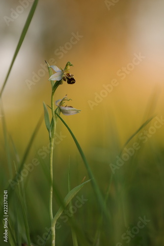 Ophrys apifera in primavera nel prato al tramonto