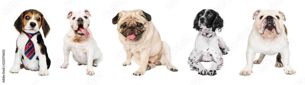 Obraz premium PNG Diverse dogs posing together on transparent background