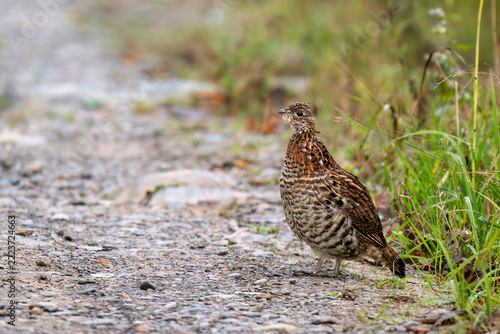 Ruffed grouse portrait