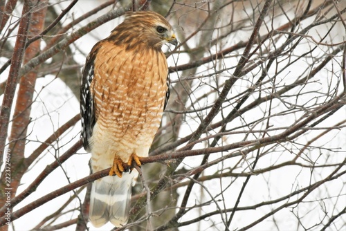 Red-shouldered hawk on a branch in winter with snow