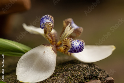 Iris flower; details of beautiful iris specimens in a garden in Brazil during spring; natural light, selective focus.