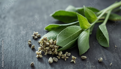 Fresh green sage leaves and dried seeds on a dark rustic wooden table