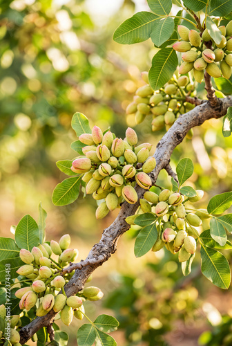 Detail of pistachios on a pistachio tree on a beautiful day. World Food Day