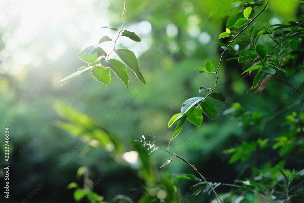 Fototapeta premium Sunlit Leafy Branch in Close View