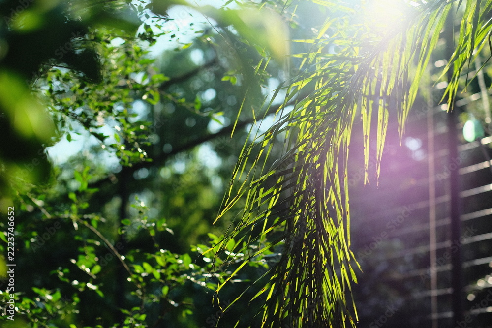Naklejka premium Sunlit Palm Fronds Beside a Wire Fence