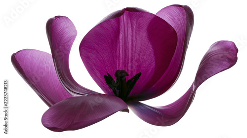 Obraz na plátně Isolated beautiful vibrant purple tulip flower with delicate open petals and dark center