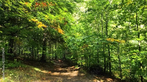 Seamless 4k looping video (1 min) of an early autumn forest trail with green and early yellow maple leaves, natural  birds singing.
