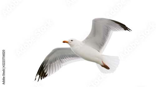 Isolated graceful seagull flying in the sky with wings spread, wild marine bird in flight.