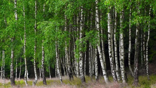 Seamless 4k looping video (1 min) of a dense birch forest with characteristic white trunks and vibrant green foliage, natural birds singing