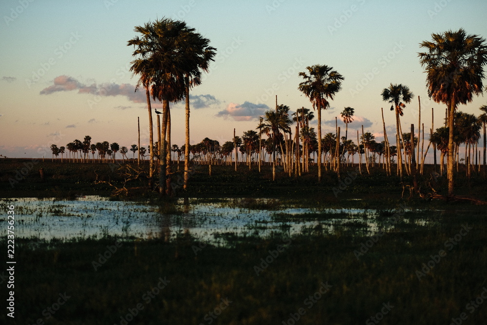 Naklejka premium Palm Trees in a Flooded Field at Dusk