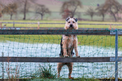 Shaggy dog standing behind a fence in a frosty field
